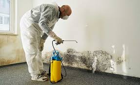 Reliable North Lima, OH Mold Removal & Remediation Solutions